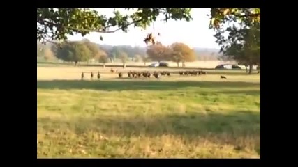 Лабрадор подгонва елени в Ричманд парк