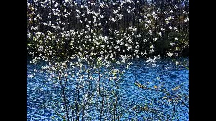 Синя пролет... ( Richard Abel)