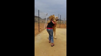 Прегръдка на забавен кадър с лъв!