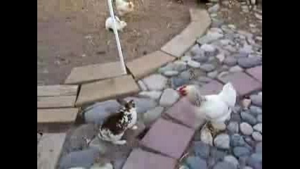 2 Кокошки Разделят Биещи Се Заици