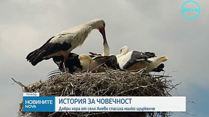 Жители на село Анево спасиха малко щъркелче