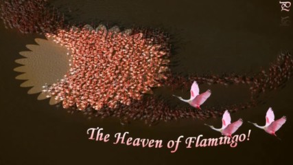 Раят на фламингото ...