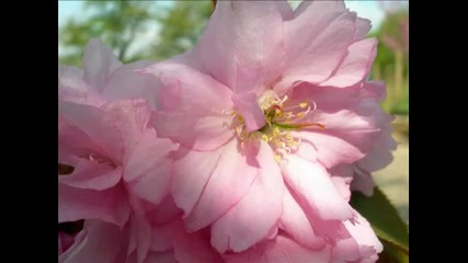 Mon ami le printemps