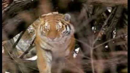 In The Shadow Of The Siberian Tiger (част 5 от 5)