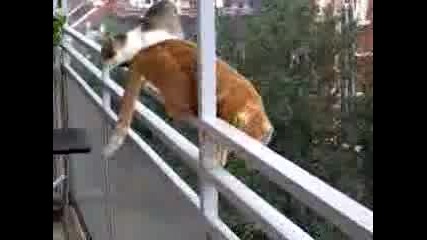 Луда Котка 5