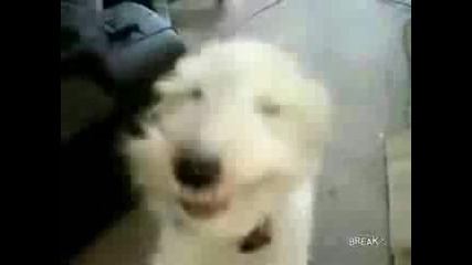 Куче Траш Метълист - Смях