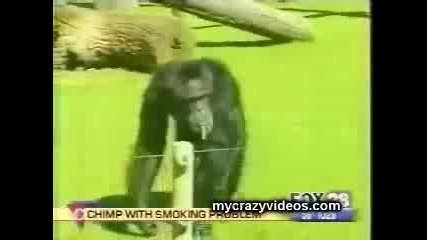 Маймуна Пуши Цигара