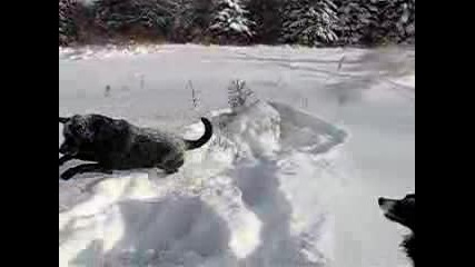 Кучета Търсят Котка В Снега
