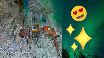 Еко-хотел "кацна" върху вековна борова гора в Швеция