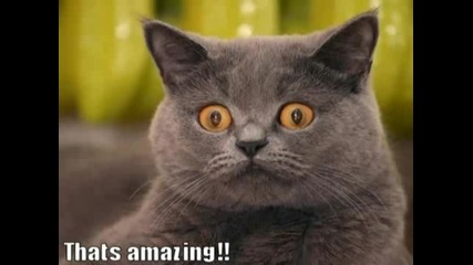 Смешни котки!! 100% смях :)