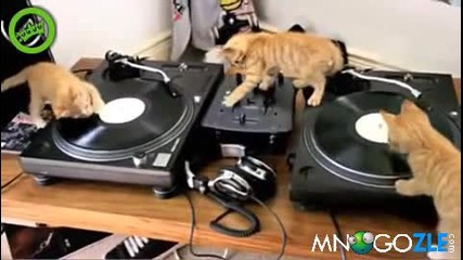 Котета Dj