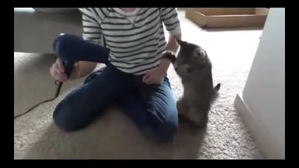 Коте и сешоар