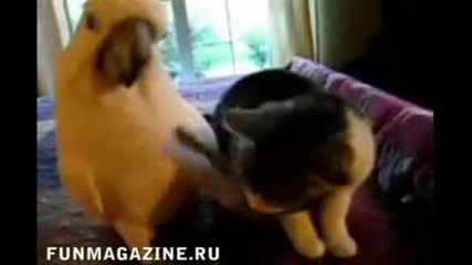 Папагал Добряк - Гали ... Котарак