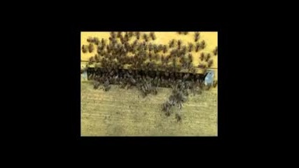 на какво пчелите учат децата ни-по Светител Николай Велемирович