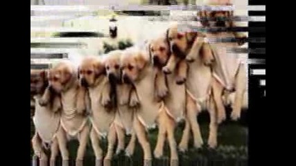 Dogs