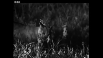 Male wild cat hunts at night - Cats Under the Serengeti Stars - Bbc 