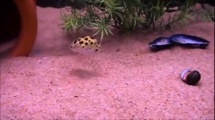 Риба преследва лазерна светлина