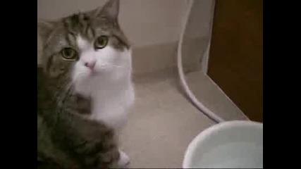 Котка си мие главата под чешма