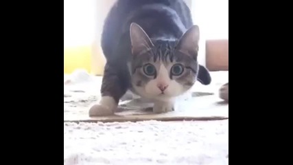 dans eden kedi