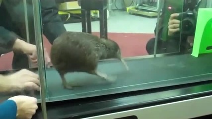 Много Сладко Kiwi 