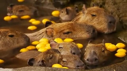 Капибари се наслаждават на лимонова вана