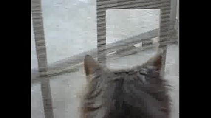 Коте Следи Как Се Краде Сутиен