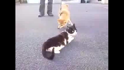 Разхождам си котката ! 