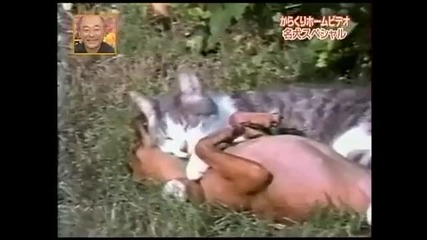 Котки срещу кучета