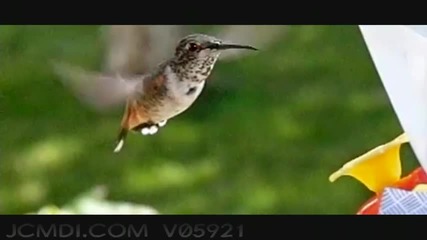 600fps Slow Motion Hummingbird feeding closeup 720phd 