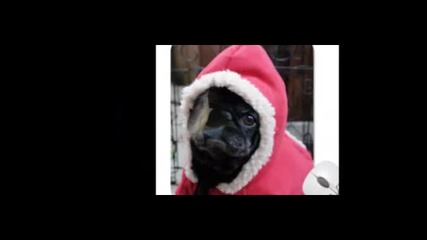 Funny Pugs 