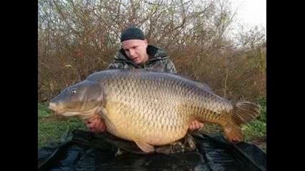 Re World record common carp