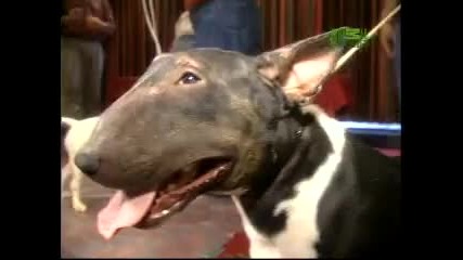 Breed All About It - Bull Terrier 