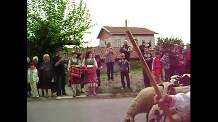 Посрещане на стадата на Гергьовден в Лесичово 2 