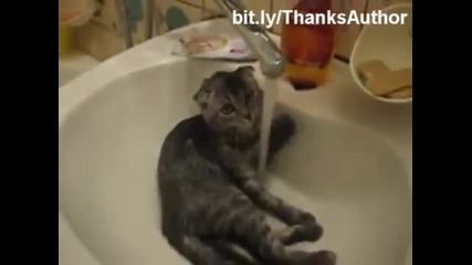 Забавни котки във водата