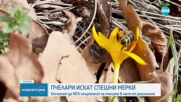 Пчелари обсъждат спешни мерки за бранша