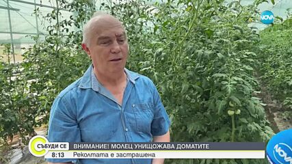 Молец унищожава доматите, реколтата от зеленчуци е застрашена