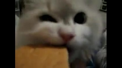 Сладко коте яде бисквитки! 