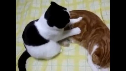 Котешки съобщения :) 