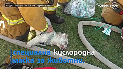Пожарникари спасиха куче от огъня