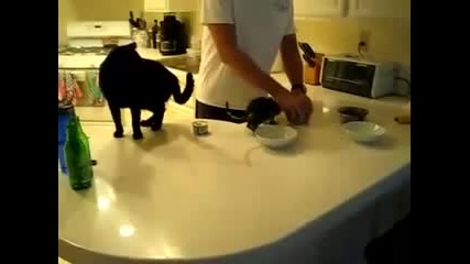 kitty has want food