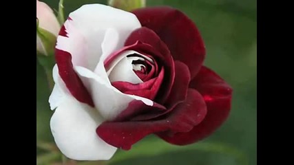 Нежна и красива вечер