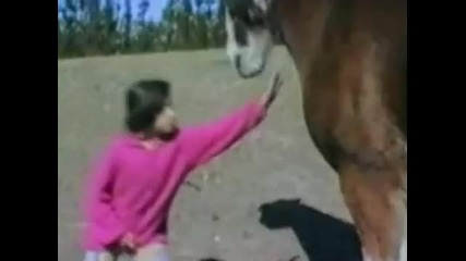 Funny Animals Attack Nonstop