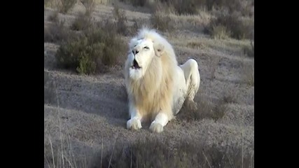 Красив Бял Лъв който пее