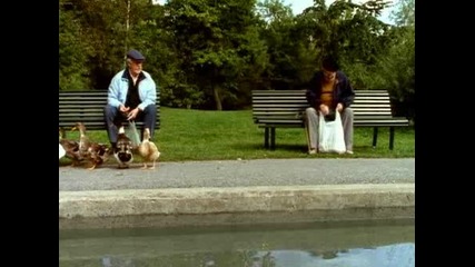 Feeding the ducks 