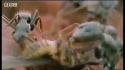 Ants attack flying termites - Wild South America - Bbc 
