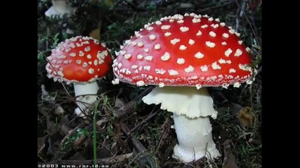 Infected Mushroom - Devil