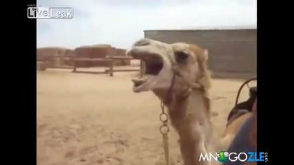 Дет метъл камила :d :d :d
