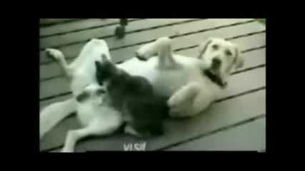 Котенце Задоволява кученце