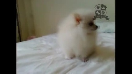 Teacup Size Female Pomeranian (hq) 