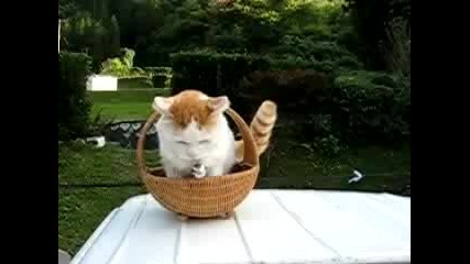Каква Сладка Котка